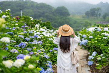 Canvas Print - Tourist woman visit the Hydrangea flower farm