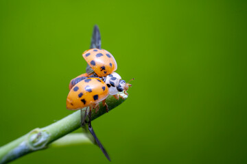 Wall Mural - Harmonia axyridis in the wild state