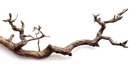 dry twisted jungle branch isolated on white background