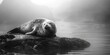 © Ева Поликарпова - A seal relaxing on a rock in the water, suitable for nature and wildlife themes