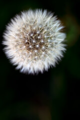 Wall Mural - dandelion seed head, nacka,sverige,sweden,stockholm,Mats