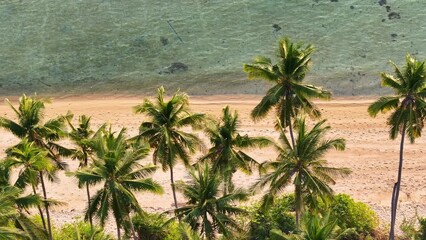 Wall Mural - Palm tree and tropical island beach. Pink sunset on the beach. 