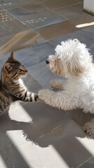 Poster - A cat and a dog playing together on a patio