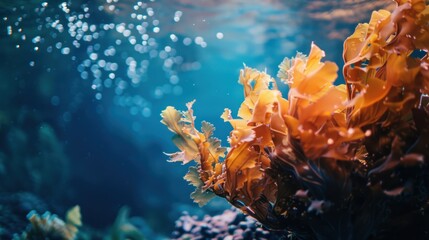 Wall Mural - Close-up of large colorful seaweed swimming alone under the sea.