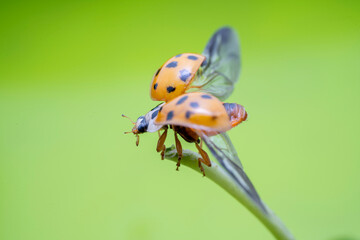 Poster - Harmonia axyridis in the wild state