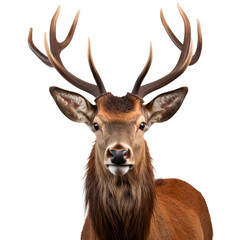 Wall Mural - Red deer close up face isolated on transparent background