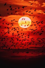 Poster - A flock of birds silhouetted against a beautiful sunset. Perfect for nature and travel concepts
