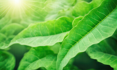Wall Mural - abstract background nature view of green leaf with copy space using as background natural green plan