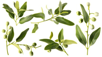 Poster - Close-up of leaves and berries on a branch, suitable for nature designs