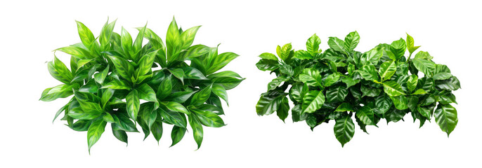 Two green plants with leaves on a transparent background.