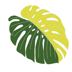 Leafs, leaf vectors, Monstera deliciosa, plant, garden, green , natural, nature, green, monstera leaves