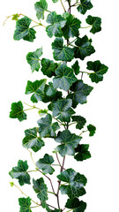 Wall Mural - Grape ivy PNG. Baltic ivy full of green leaves and thin branches top view PNG. Persian ivy isolated. Lush green leaf on a branch PNG