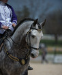 © Shawn Hamilton CLiX  - horse head shot or portrait of grey spanish andalusian horse in english leather double bridle two sets of reins showing dressage horses ears forward and horse is on the bit vertical equine image