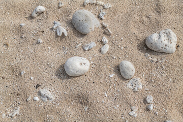 Wall Mural - Calcareous fragments of coral and shells on the white sand beach， Kaloko Beach, Oahu Hawaii.  Beach deposits	