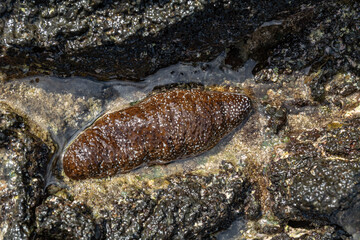 Wall Mural - Actinopyga varians, the Pacific white-spotted sea cucumber or Hawaiian sea cucumber,  family Holothuriidae. It is found in the Pacific Ocean near Hawaii and also in the Indo-Pacific Ocean. 