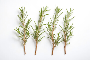 Canvas Print - Fresh Rosemary Sprigs Isolated on White Background