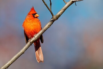 red cardinal perched on a tree branch against a blue sky.