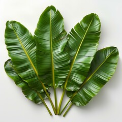 Wall Mural - Banana leaf isolated on white background with shadow. Green rectangular shaped leaf