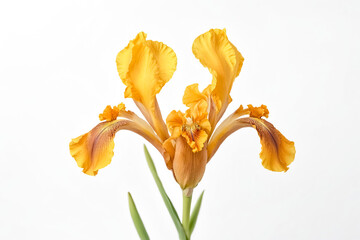 Poster - Single Yellow Iris Flower on White Background