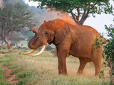 Kenia - safari