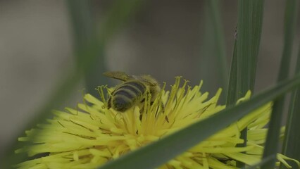 Wall Mural - Rear footage of honeybee trying to gather nectar from a dandelion flower with blur background