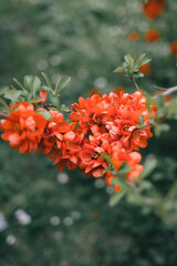 Wall Mural - Close-up of red Chaenomeles flowers in a field