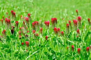 Sticker - Green meadow with red flowers of Trifolium incarnatum, known as crimson clover or Italian clover