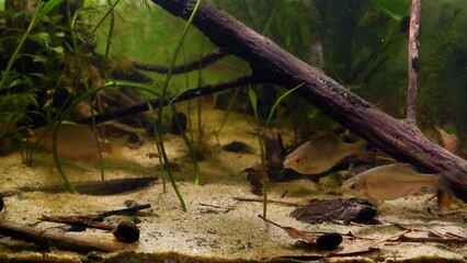 Wall Mural - common ruffe hide in driftwood, European bitterling shoal, captive wild fish male show spawning behaviour, sunbleak swim, temperate coldwater river biotope aquarium, rich aquatic plant vegetation