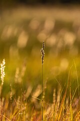 Wall Mural - grasses in the foreground are blurred with sunlight during sunset