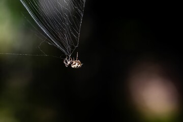 a spider that is sitting in the center of its web