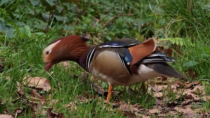 Wall Mural - Closeup footage of a male mandarin duck feeding on the green grass in the field on a sunny day