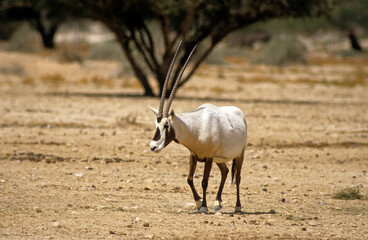 Canvas Print - Oryx d'Arabie, Oryx leucoryx