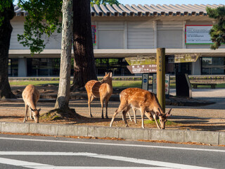 Poster - 歩道で草を食べる奈良公園の鹿