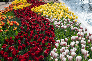 Wall Mural - Person standing in front of multiple flower beds