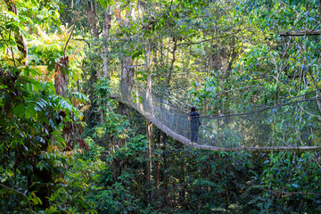 Wall Mural - Canopy walk Gunung Mulu National Park, Malaysia