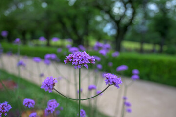 flower, flowers, pink, nature, garden, plant, spring, purple, summer, blossom, bloom, flora, beauty, field, blooming, meadow, petal, violet, gardening, color, macro, beautiful, closeup