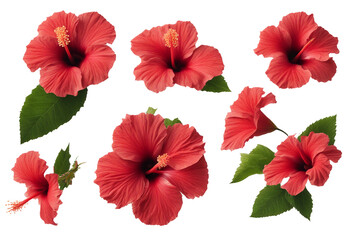 Wall Mural - Set of various tropical red hibiscus flowers isolated on transparent background