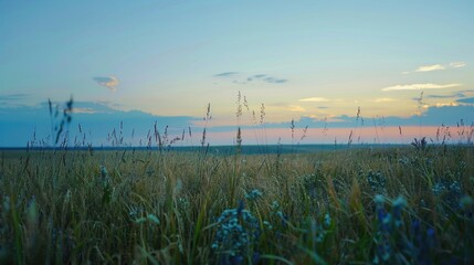 Aufkleber - A beautiful sunset over a field of tall grass. Perfect for nature and landscape concepts