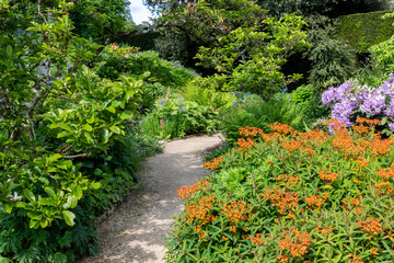 flowers in the garden