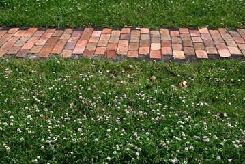 Wall Mural - White clover ( Trifolium repens ) flowers. Fabaceae plants that bloom spherical white flowers from spring to early summer. Used for pasture and nectar plants.
