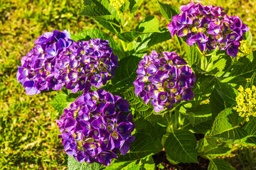 Wall Mural - Makro view of purple hydrangeas against a green grass garden backdrop.