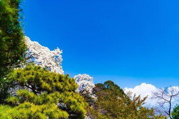 Wall Mural - tree in the mountains