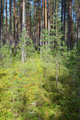 Wall Mural - Young pine trees in forest.