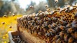 © familymedia - Numerous honey bees swarm on a hive surrounded by yellow flowers, a sign of active pollination