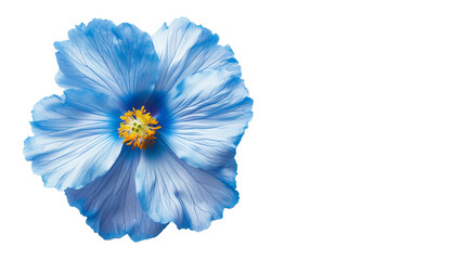 Wall Mural - a close up view of a flower on a white surface