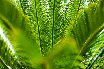 Wall Mural - Palm leaf background. Palm foliage backdrop. Tropical foliage pattern texture. Jungle palms. Nature background. Tropical forest.