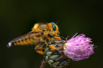 Wall Mural - Macro shot of a robber fly in the garden