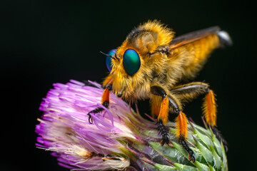 Wall Mural - Macro shot of a robber fly in the garden