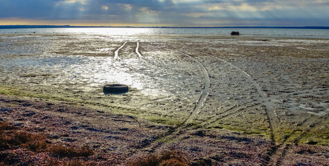 Wall Mural - Muddy shore of the Tiligul estuary during low tide, green algae on the sandy