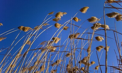 Wall Mural - Phragmites australis, the common reed against the blue sky